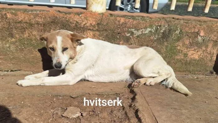 Cachorro ra a SRD-ViraLata idade 3 anos nome Lagertta, hvitserk é Thanos(Zé Barriga)