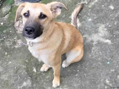 Cachorro raça SRD-ViraLata idade 2 a 6 meses nome Dora