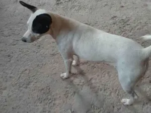 Cachorro raça SRD-ViraLata idade 1 ano nome Shauna 