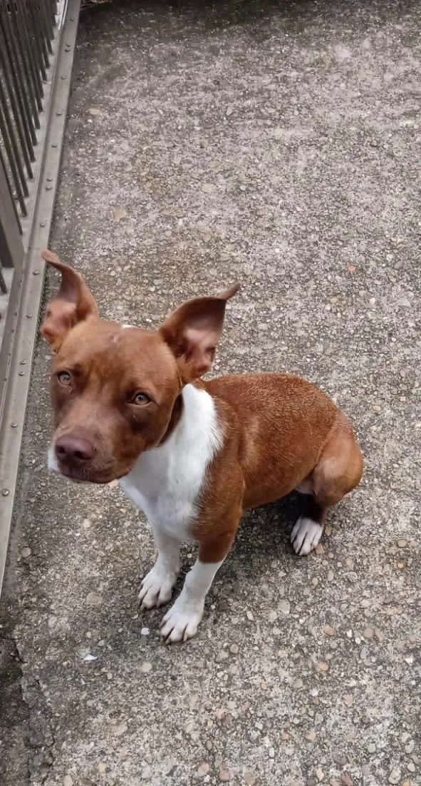 Cachorro ra a Pit-Bull idade 2 anos nome Pandora