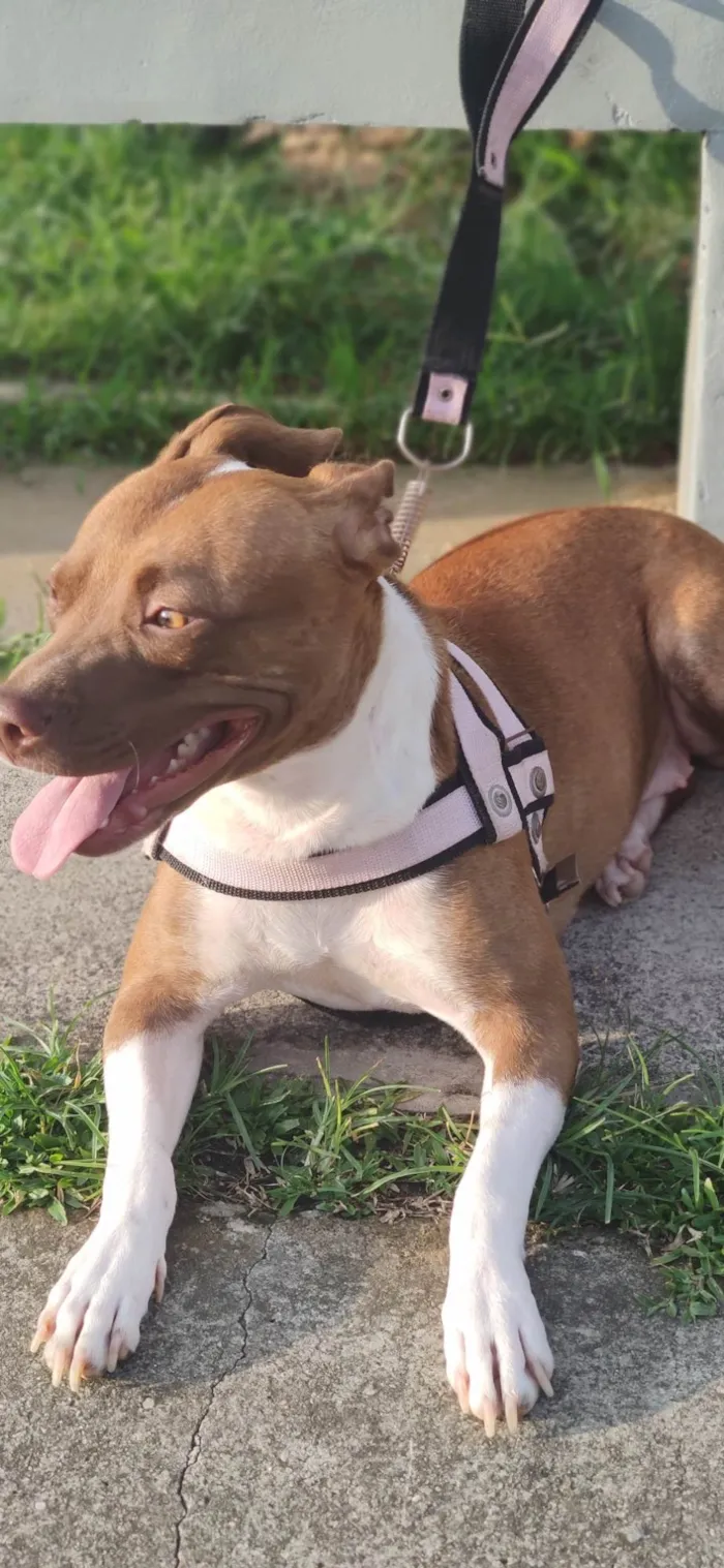 Cachorro ra a Pit-Bull idade 2 anos nome Pandora