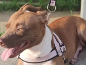 Cachorro raça Pit-Bull idade 2 anos nome Pandora