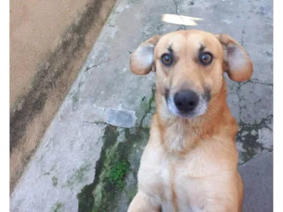 Cachorro raça SRD-ViraLata idade 3 anos nome Apolo