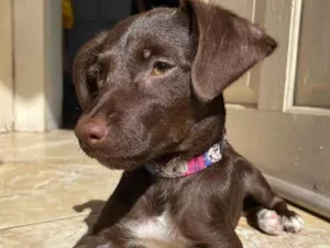 Cachorro raça SRD-ViraLata idade 1 ano nome Queimadinha