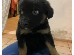 Cachorro raça SRD-ViraLata idade Abaixo de 2 meses nome Trovão 