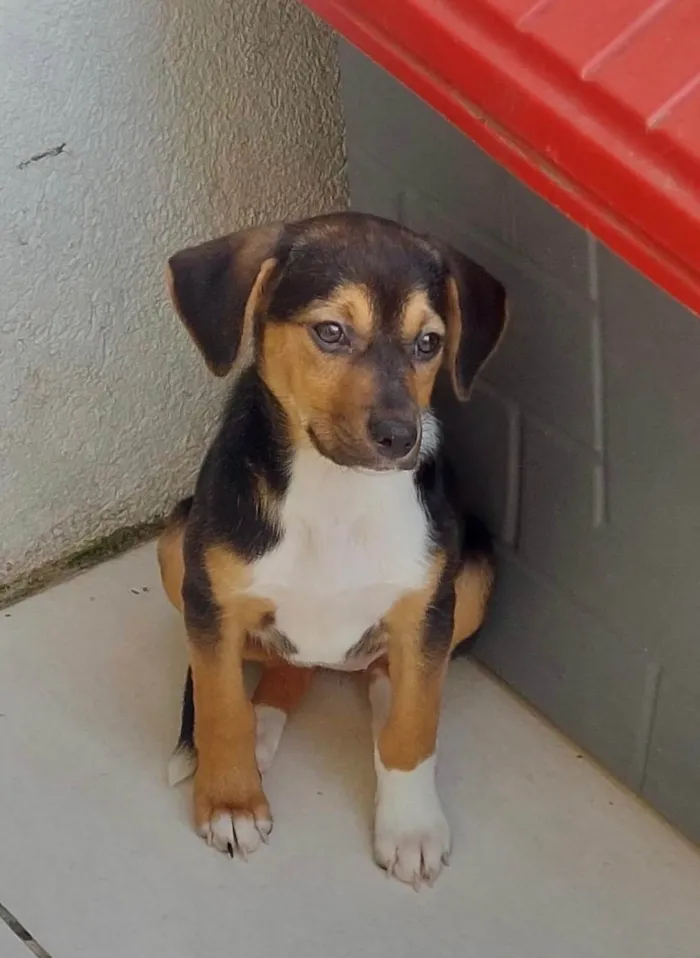 Cachorro ra a SRD-ViraLata idade 2 a 6 meses nome Chloe