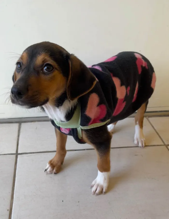 Cachorro ra a SRD-ViraLata idade 2 a 6 meses nome Chloe