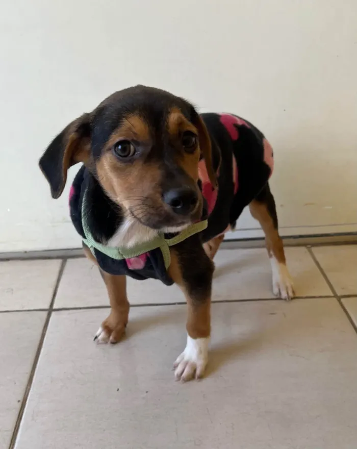 Cachorro ra a SRD-ViraLata idade 2 a 6 meses nome Chloe