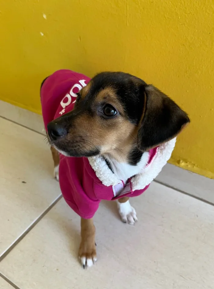 Cachorro ra a SRD-ViraLata idade 2 a 6 meses nome Chloe