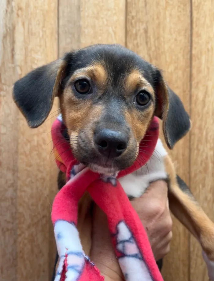 Cachorro ra a SRD-ViraLata idade 2 a 6 meses nome Chloe