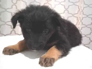 Cachorro raça SRD-ViraLata idade Abaixo de 2 meses nome Trovão 