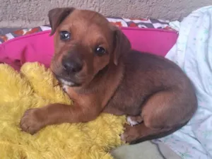 Cachorro raça SRD-ViraLata idade Abaixo de 2 meses nome Katy