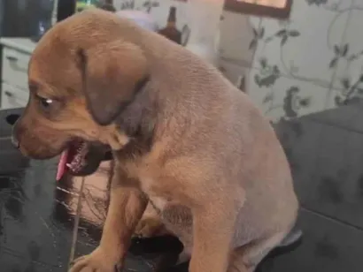 Cachorro raça SRD-ViraLata idade Abaixo de 2 meses nome Nao tem nome