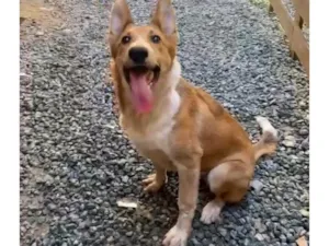 Cachorro raça SRD-ViraLata idade 7 a 11 meses nome Lufy