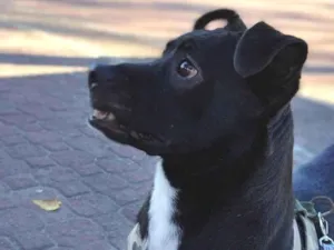 Cachorro raça SRD-ViraLata idade 3 anos nome Douglas Daniel 