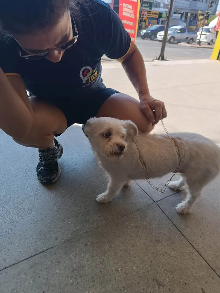 Cachorro ra a SRD-ViraLata idade 4 anos nome Animal sem nome - NIKOLE 