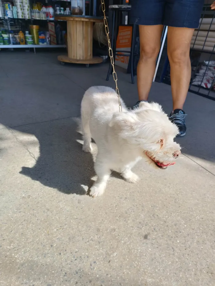 Cachorro ra a SRD-ViraLata idade 4 anos nome Animal sem nome - NIKOLE 