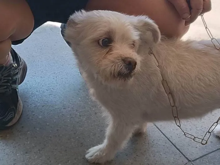 Cachorro ra a SRD-ViraLata idade 4 anos nome Animal sem nome - NIKOLE 