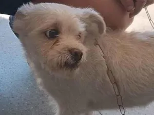 Cachorro raça SRD-ViraLata idade 4 anos nome Animal sem nome - NIKOLE 