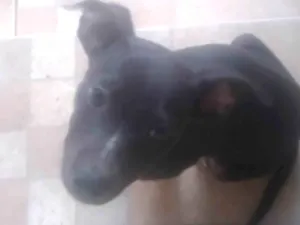 Cachorro raça SRD-ViraLata idade 2 a 6 meses nome pretinho 