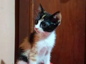 Gato raça SRD-ViraLata idade Abaixo de 2 meses nome Lala