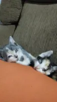 Adoção Conjunta de Duas Gatinhas!