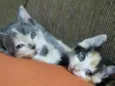 Adoção Conjunta de Duas Gatinhas!