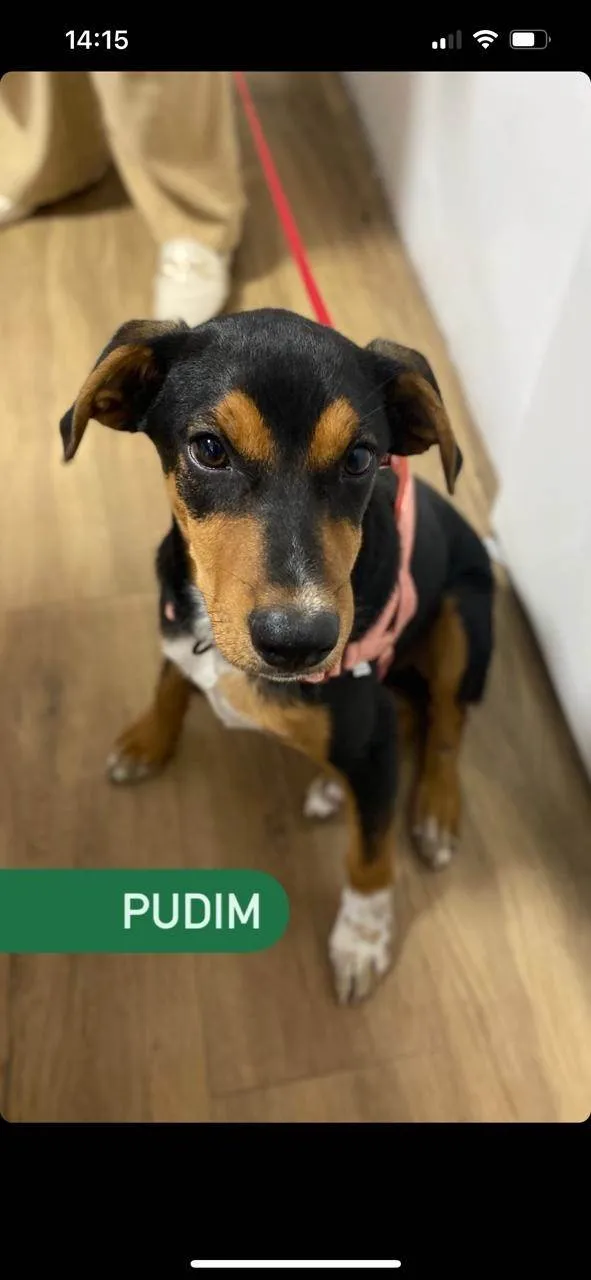 Cachorro ra a SRD-ViraLata idade 2 a 6 meses nome PUDIM 