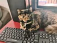 Greta
