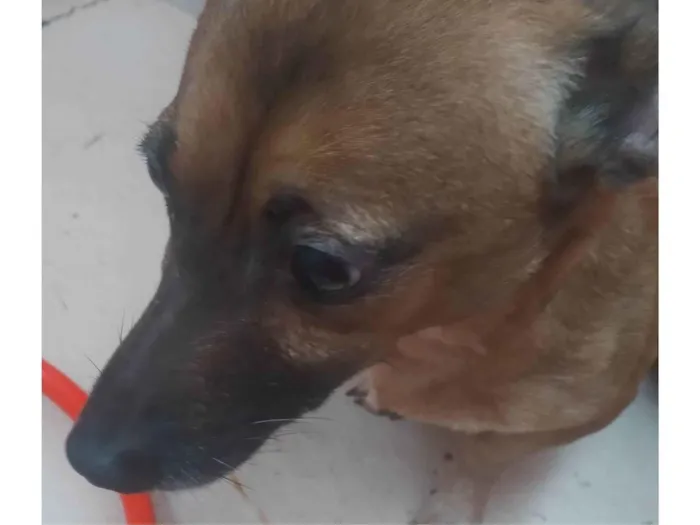 Cachorro ra a SRD-ViraLata idade 3 anos nome Pity