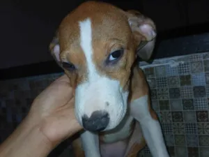 Cachorro raça SRD-ViraLata idade 2 a 6 meses nome Ines