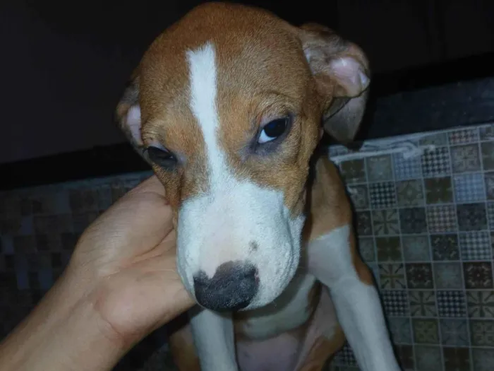 Cachorro ra a SRD-ViraLata idade 2 a 6 meses nome Ines