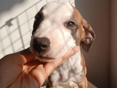 Cachorro raça SRD-ViraLata idade 2 a 6 meses nome Megamente 