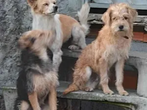 Cachorro raça SRD-ViraLata idade 7 a 11 meses nome Pre