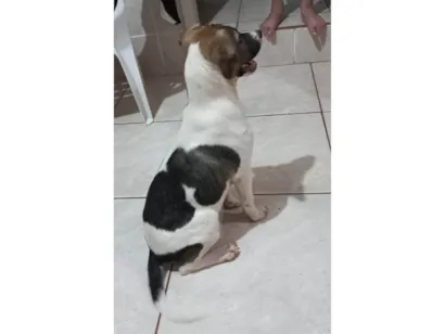 Cachorro raça SRD-ViraLata idade 2 a 6 meses nome Alfi