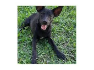 Cachorro raça SRD-ViraLata idade 1 ano nome Lilica