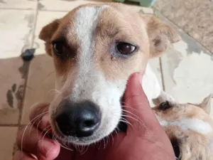 Cachorro raça SRD-ViraLata idade 1 ano nome Malhada
