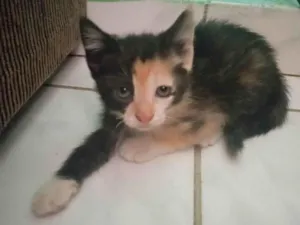 Gato raça SRD-ViraLata idade Abaixo de 2 meses nome Zoe