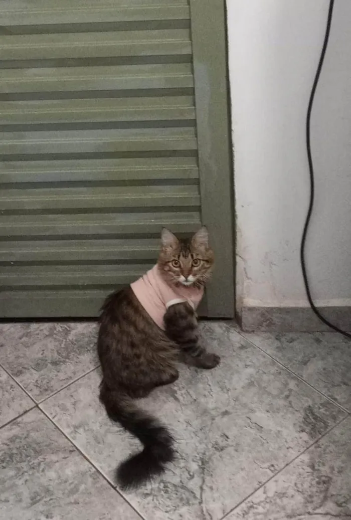 Gato ra a Pelo curto brasileiro  idade 1 ano nome Amora