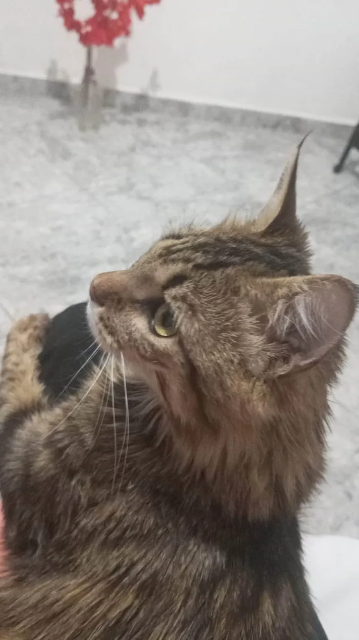 Gato ra a Pelo curto brasileiro  idade 1 ano nome Amora