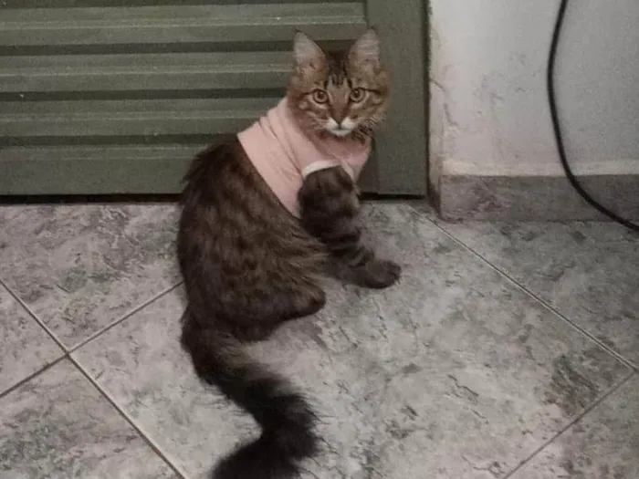 Gato ra a Pelo curto brasileiro  idade 1 ano nome Amora