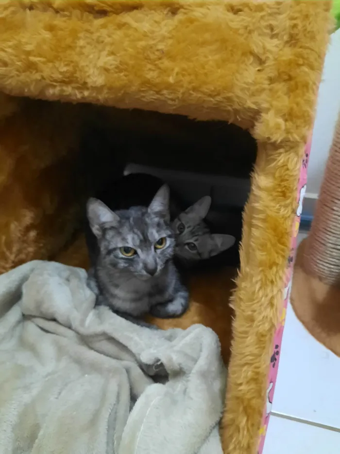 Gato ra a SRD-ViraLata idade 2 a 6 meses nome Madalena e Cacau