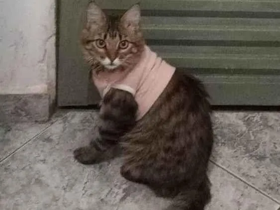 Gato ra a Pelo curto brasileiro  idade 1 ano nome Amora