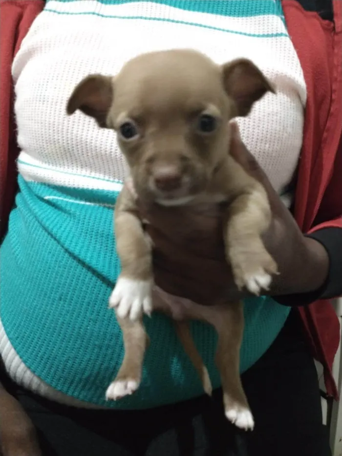 Cachorro ra a SRD-ViraLata idade 2 a 6 meses nome Não tem 