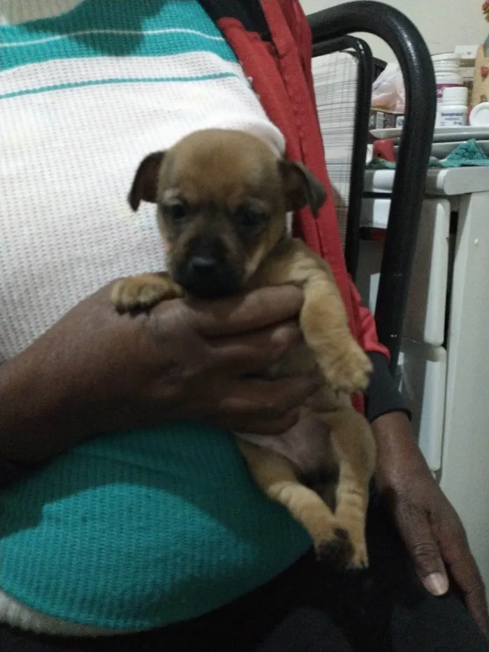 Cachorro ra a SRD-ViraLata idade 2 a 6 meses nome Não tem 