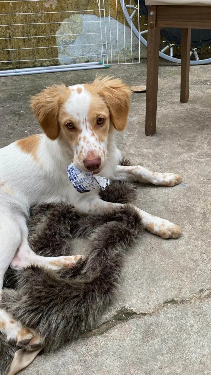 Cachorro ra a SRD-ViraLata idade 7 a 11 meses nome Lulu