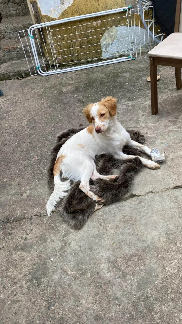 Cachorro ra a SRD-ViraLata idade 7 a 11 meses nome Lulu