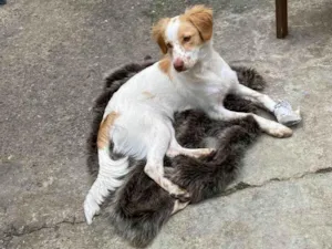 Cachorro raça SRD-ViraLata idade 7 a 11 meses nome Lulu