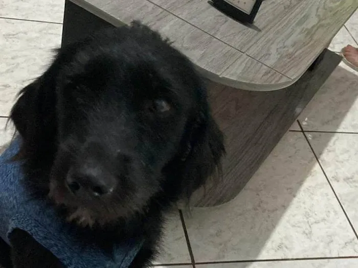 Cachorro ra a SRD-ViraLata idade 2 anos nome Dolly