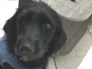 Cachorro raça SRD-ViraLata idade 2 anos nome Dolly